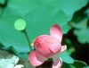 Tăng cường công tác đối với người Việt Nam ở nước ngoài