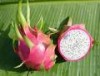 Trái Thanh Long Việt nam được nhập khẩu vào Hoa kỳ