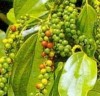 Các nhà xuất khẩu hồ tiêu Việt Nam hướng vào thị trường Hoa Kỳ