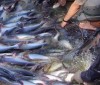 Hoa kỳ công bố kết quả cuối cùng xem xét hành chính lần thứ 4 và chủ hàng mới mặt hàng cá tra và basa nhập khẩu từ Việt namHoa kỳ công bố kết quả cuối cùng xem xét hành chính lần thứ 4 và chủ hàng mới mặt hàng cá tra và basa nhập khẩu từ Việt nam