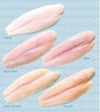 Chủ hàng mới – Công ty cổ phần thủy sản Thương mại Á Châu (ACOMFISH ) không bán phá giá